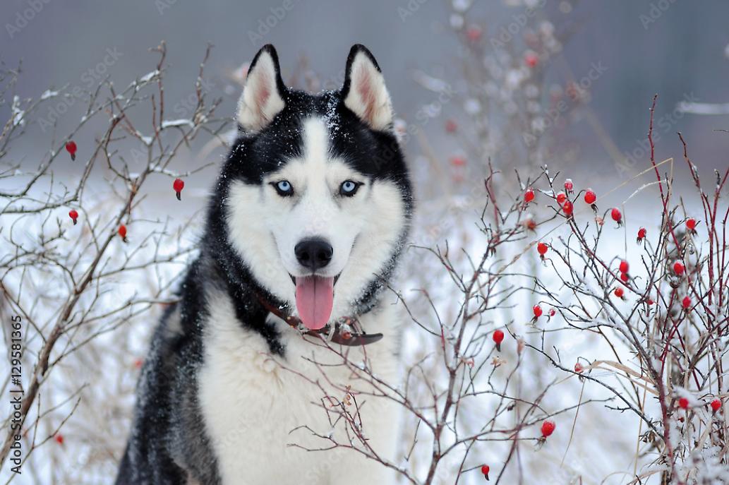 SIBERIAN HUSKY