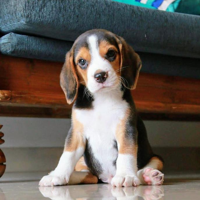 BEAGLE