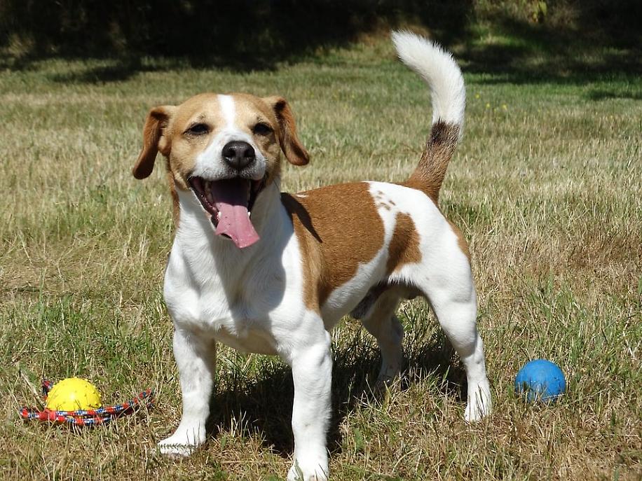 JACK RUSSEL