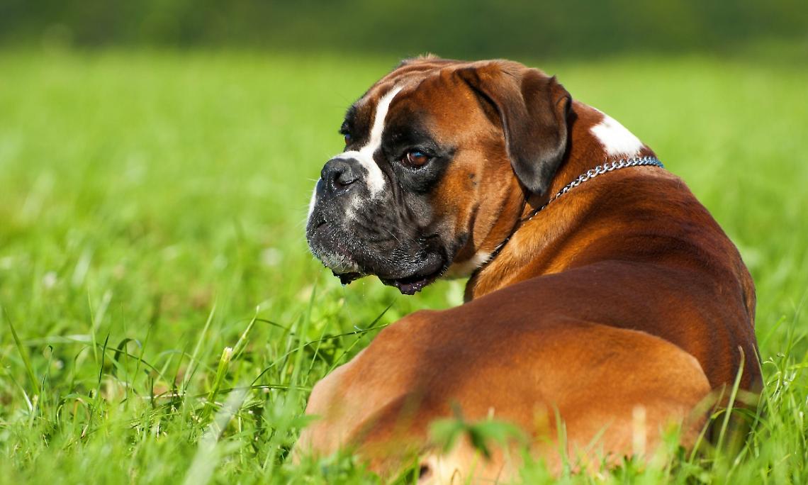 BOXER