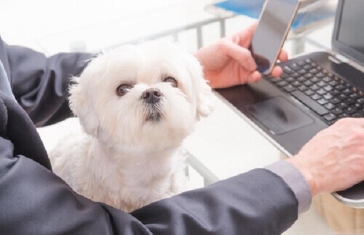 cane al lavoro