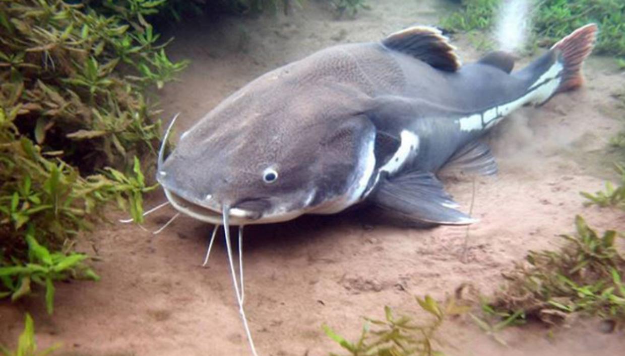 pesce-gatto-coda-rossa-come-pescarlo-e-dove-trovarlo