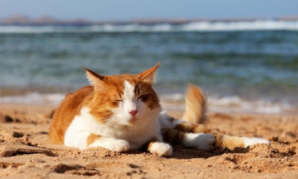 gatto in vacanza
