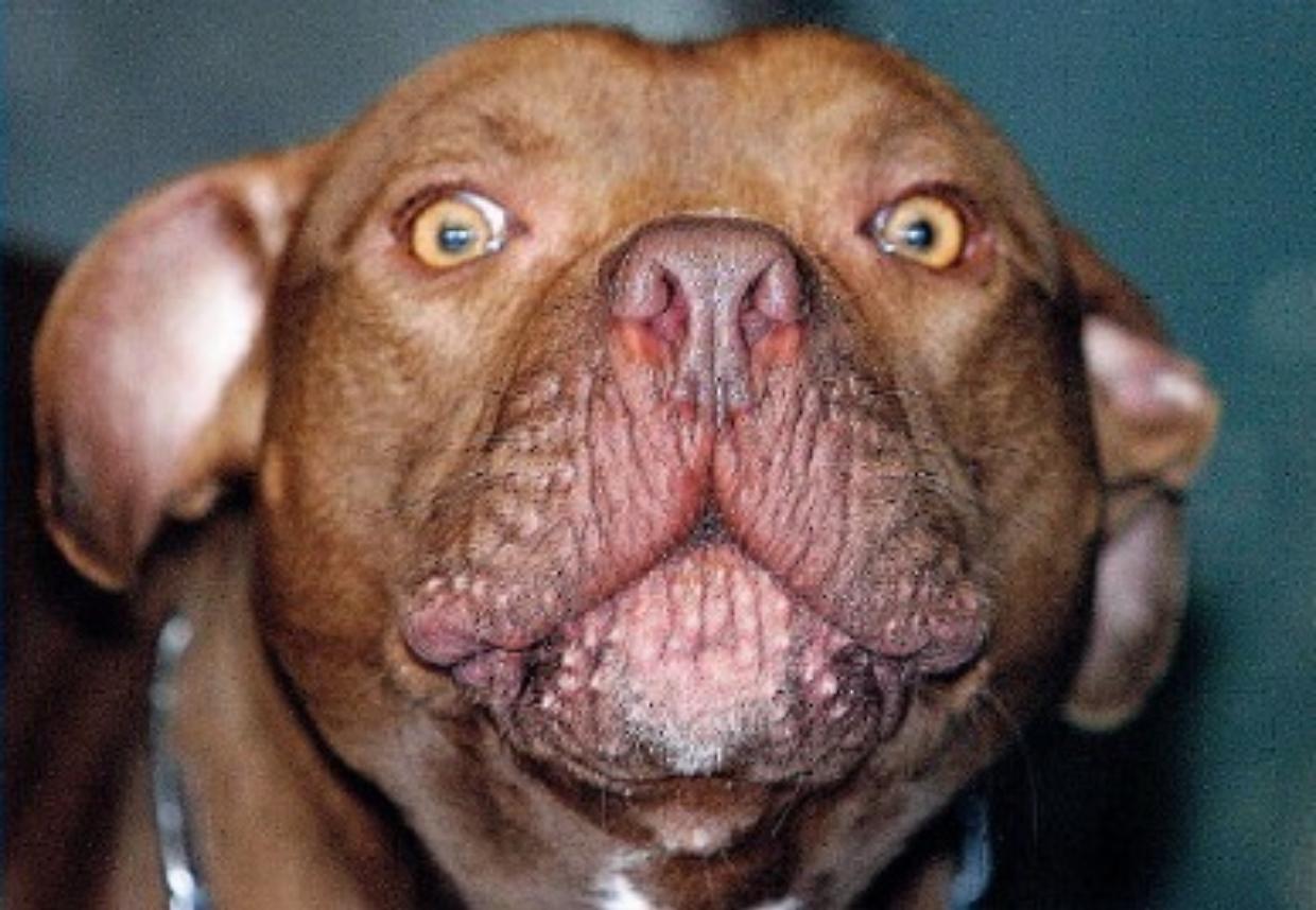 Alessandria, pitbull aggredisce una donna poi muore soffocato