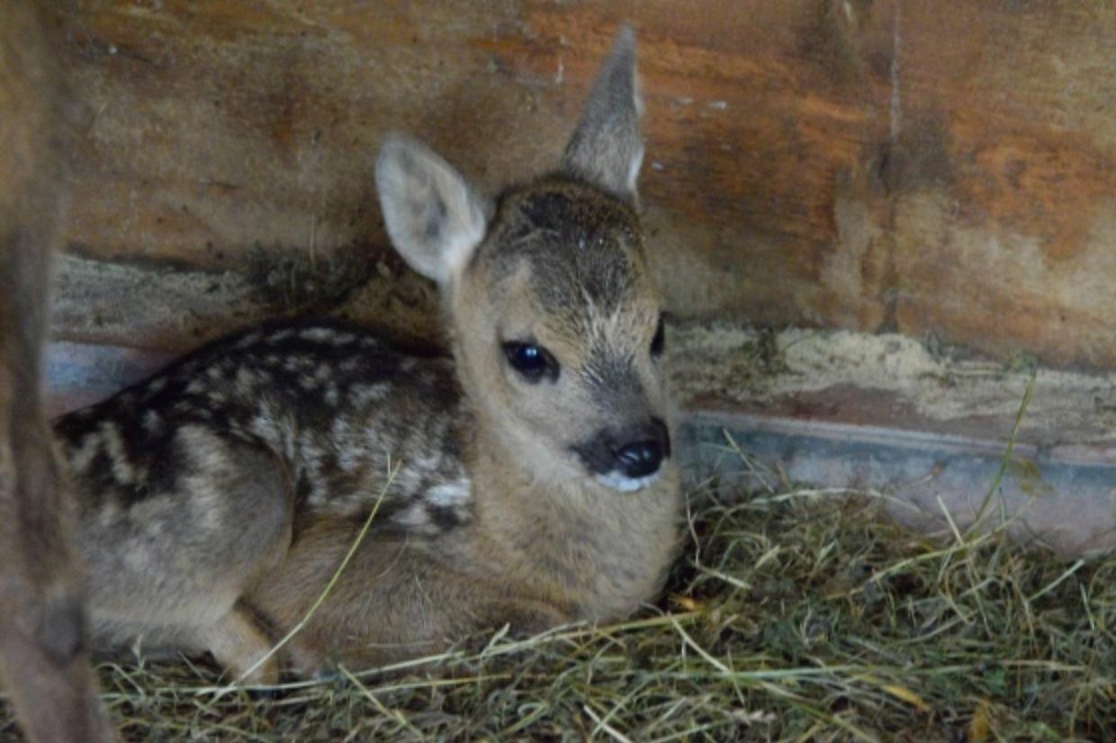 Il salvataggio di un capriolo a Giaveno: un esempio di sinergia tra uomo e natura