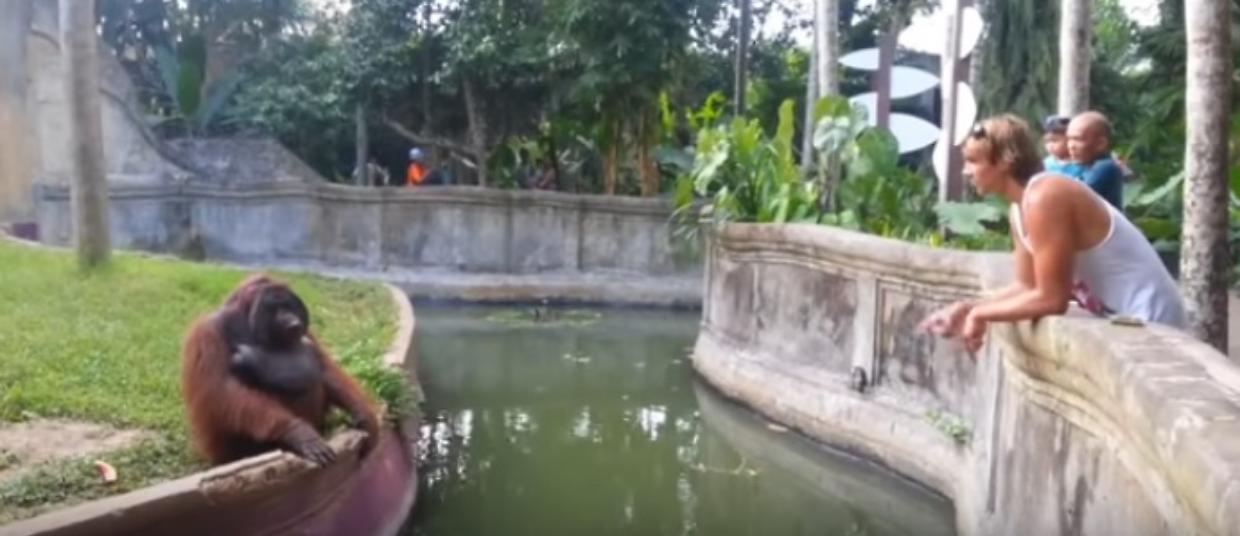 scimmia zoo