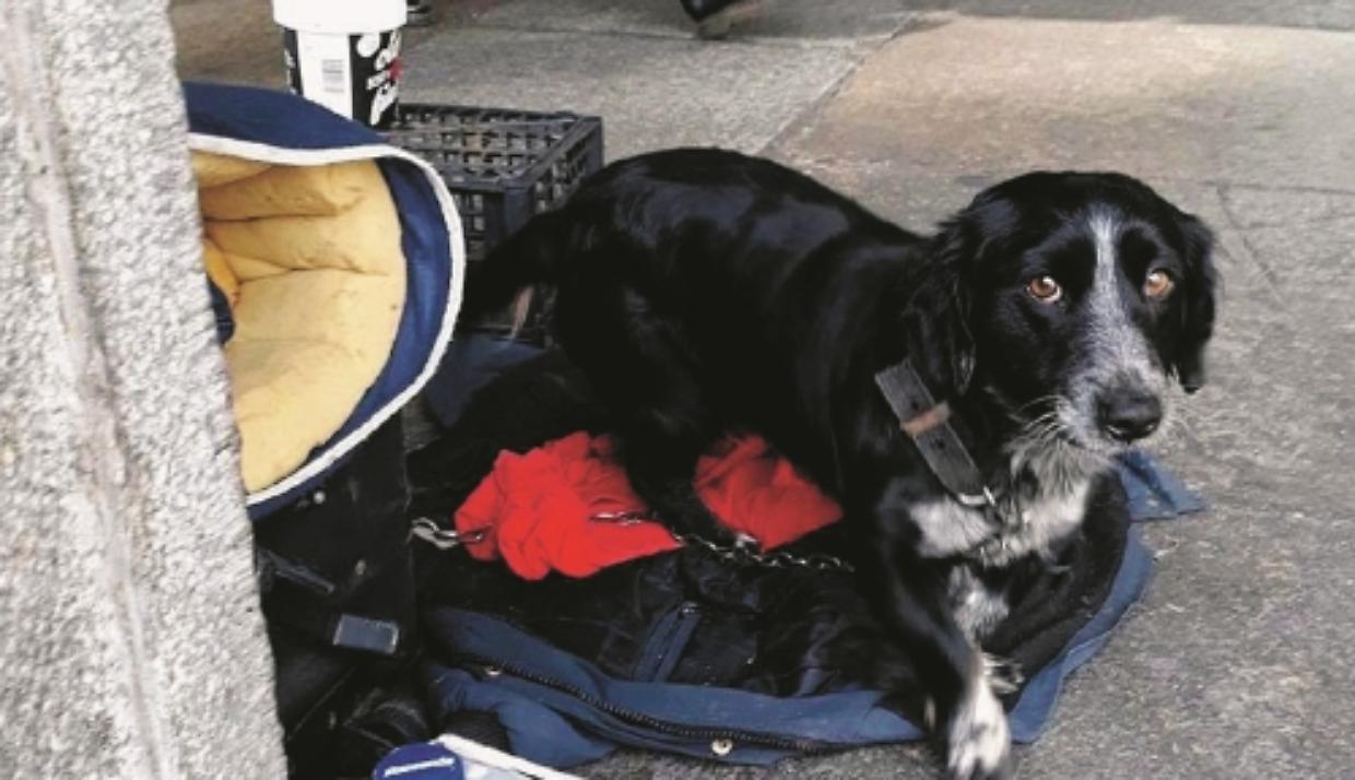 Cani sfruttati per fare l’elemosina: le indagini arrivano in Transilvania