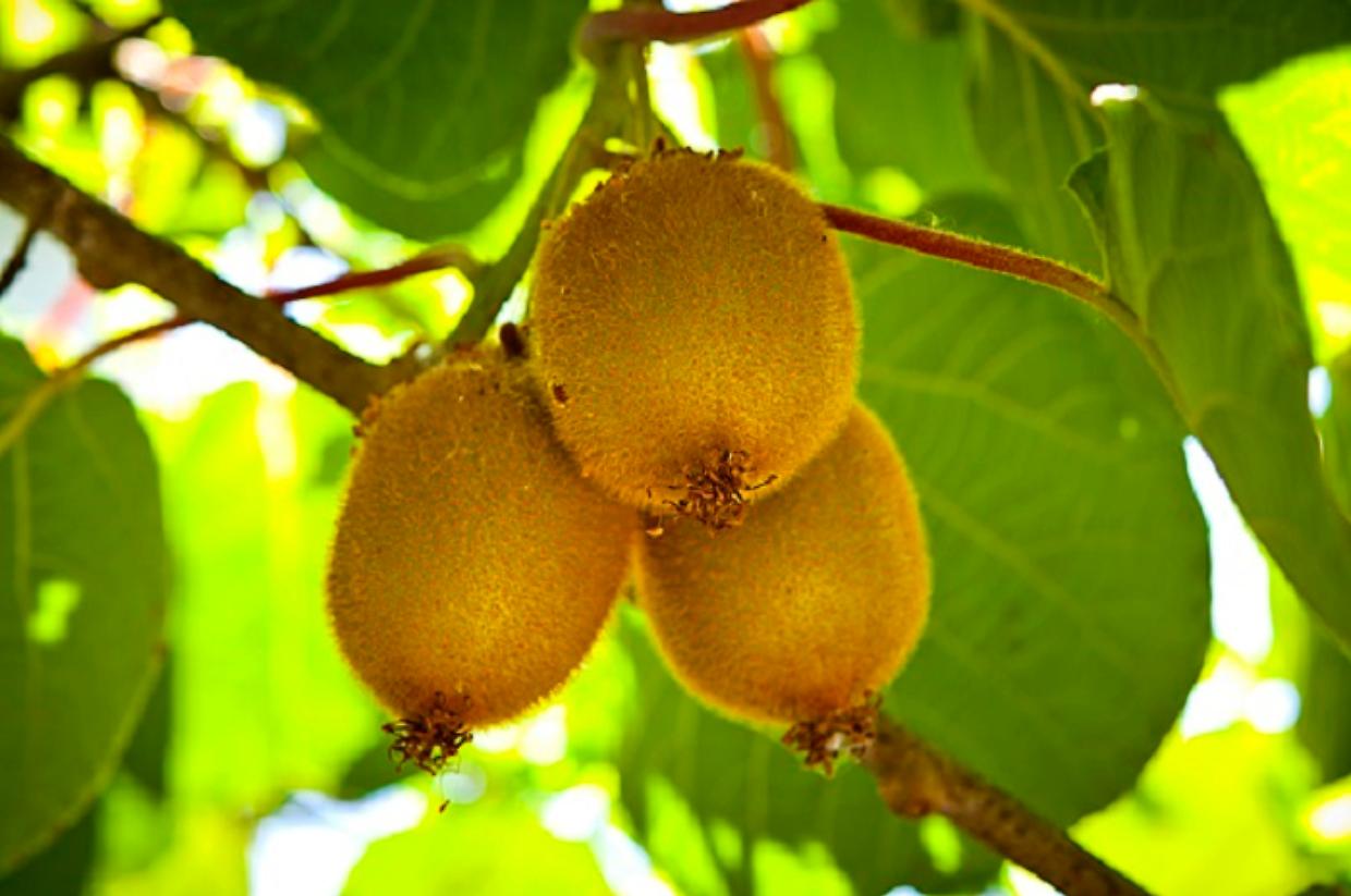 Un milione di euro per salvare le aziende agricole: sbloccati i risarcimenti dopo due anni di attesa