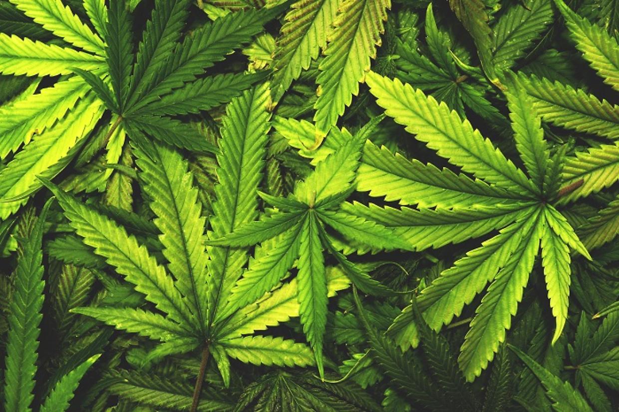 Una donna di 55 anni, residente ad Ala di Stura, aveva una serra di cannabis a casa