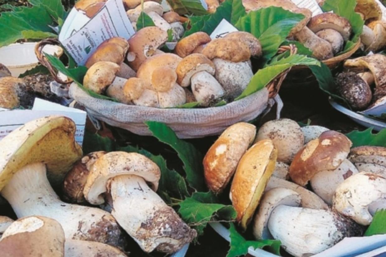 Funghi