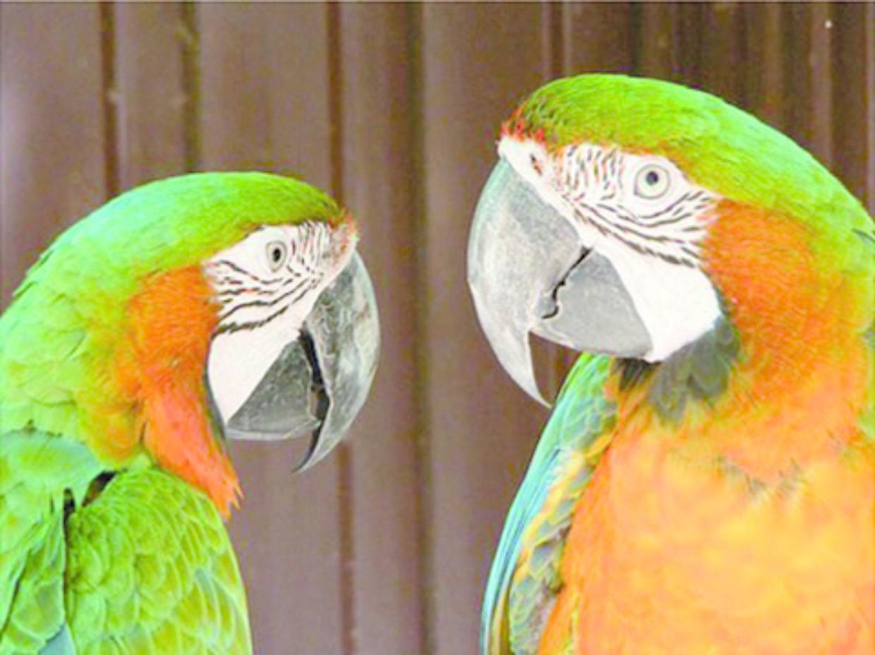 L'OASI DEGLI ANIMALI