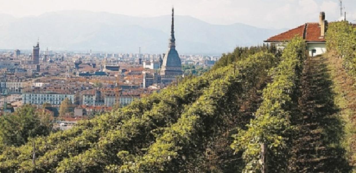 torino vino vendemmia