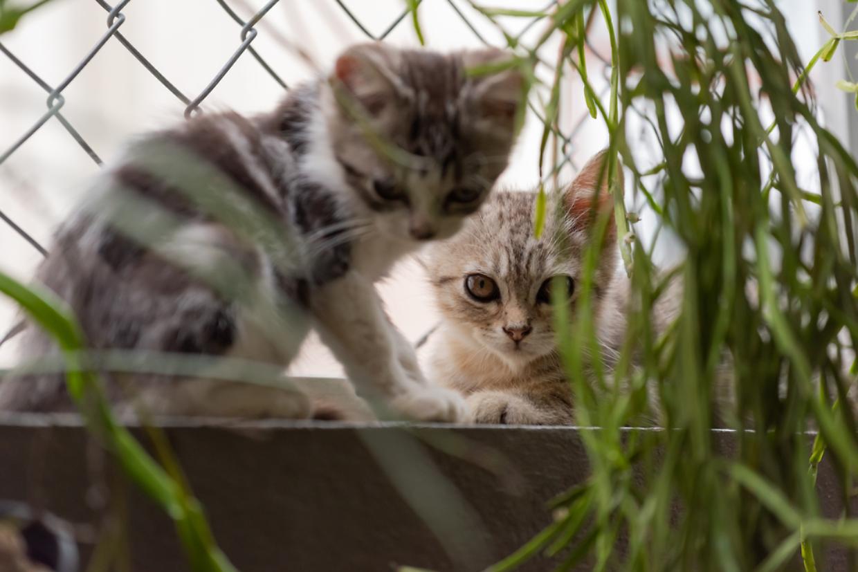 Nichelino avvia la campagna “Hands Off the Cat” per la tutela dei felini vaganti