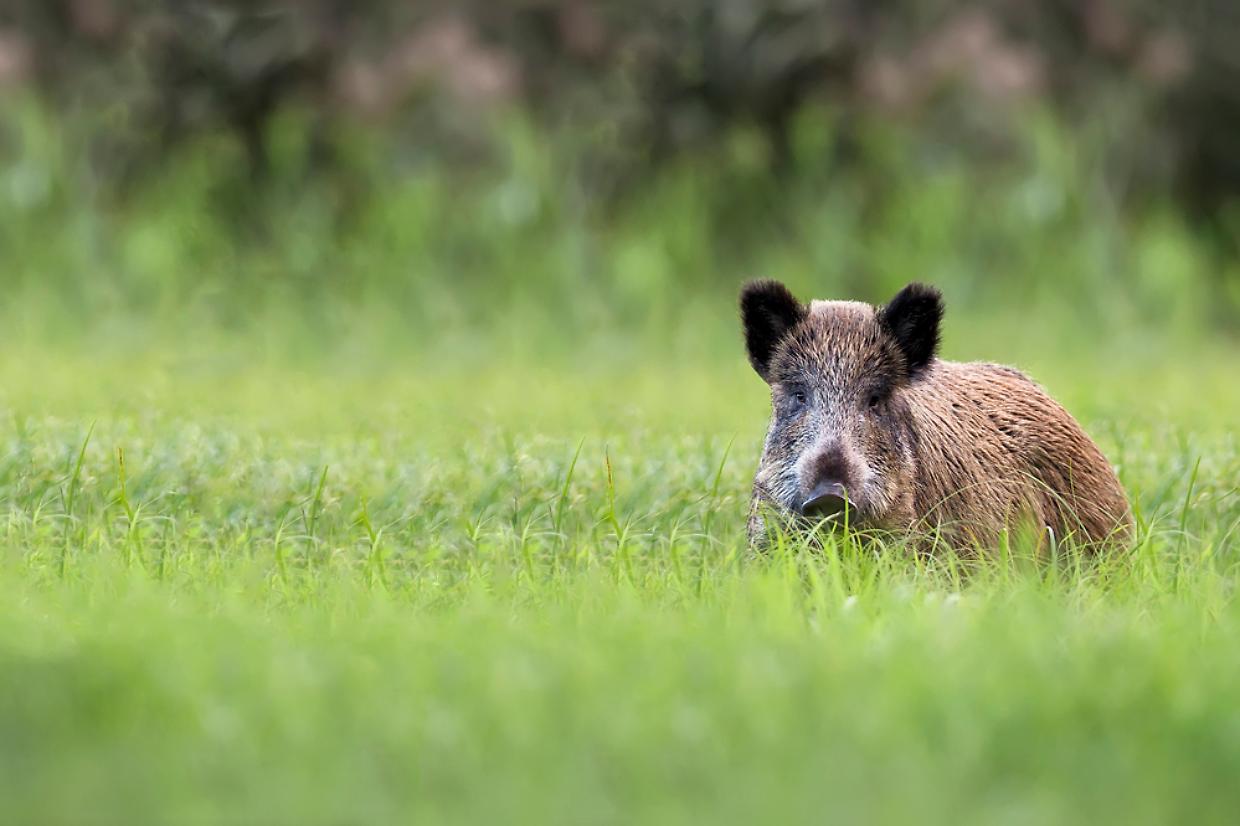 cinghiale