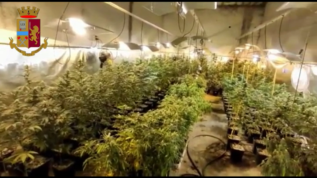 serra marijuana mirafiori 21 apr