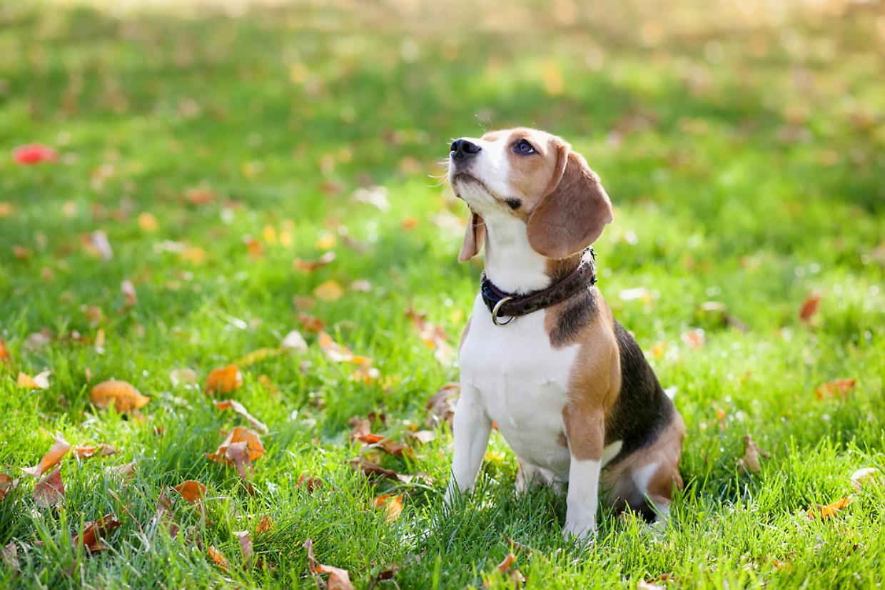 Beagle cane
