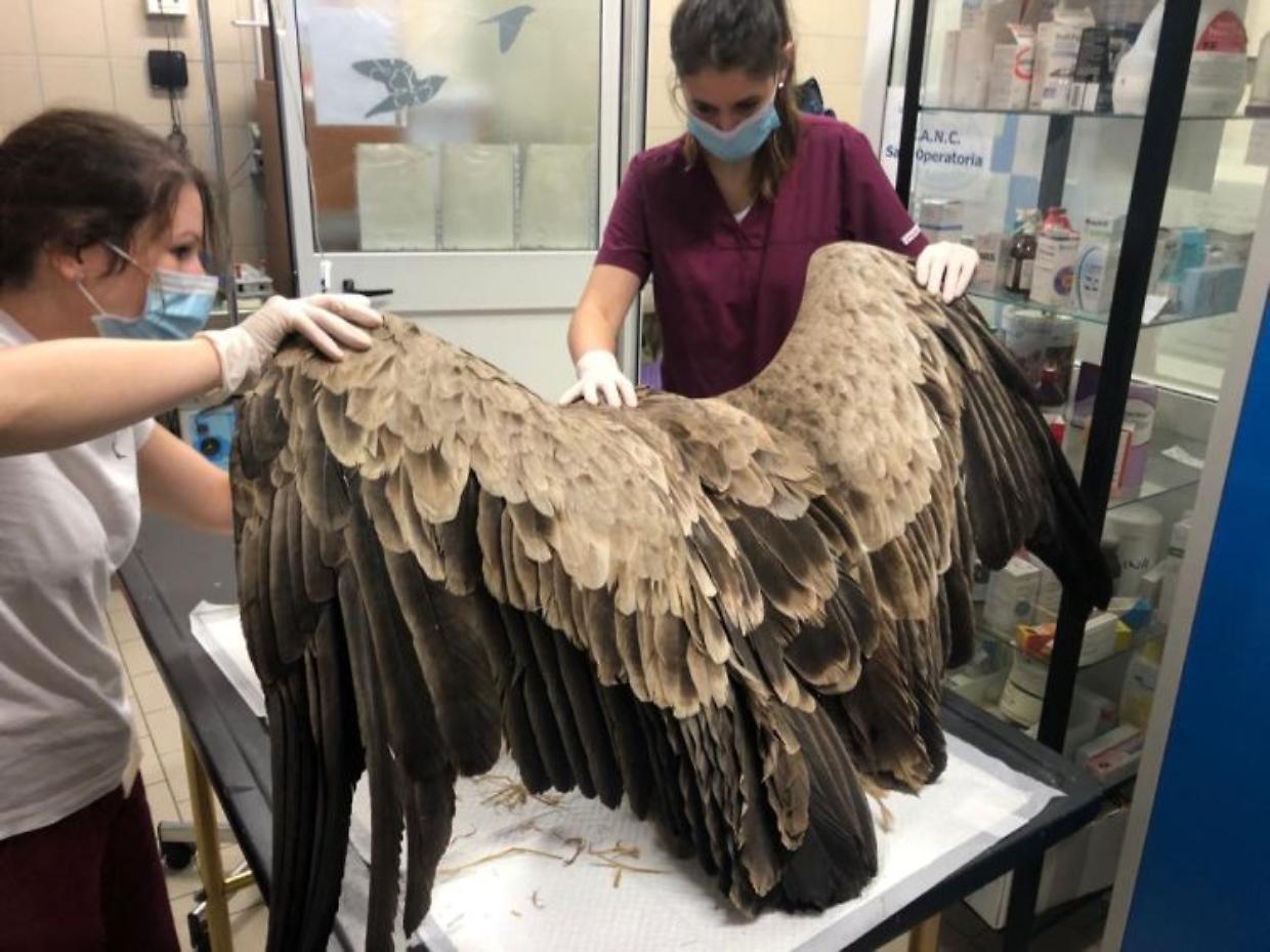 Grifone_Torre_Pellice_17