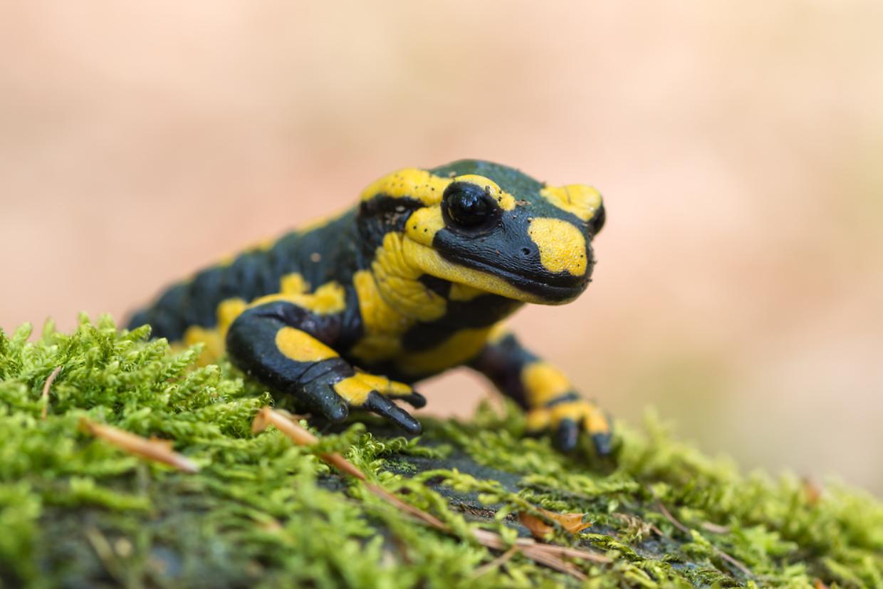 salamandra