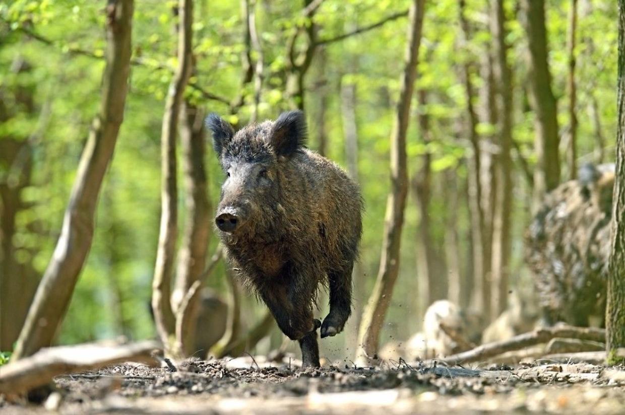 Cinghiali a Nichelino: un'emergenza tra natura e sicurezza pubblica