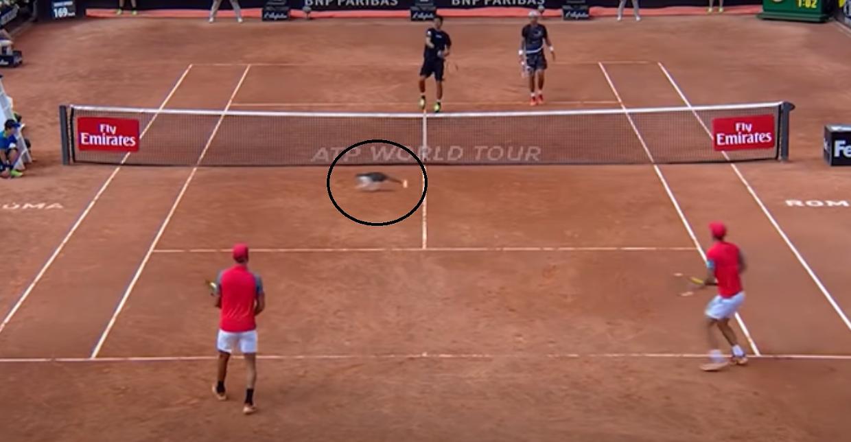 gatto tennis