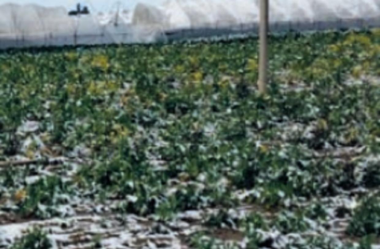 danni-agricoltura