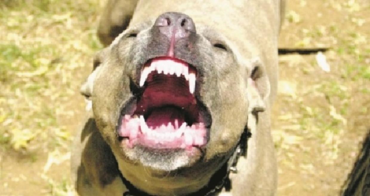 pitbull giornale
