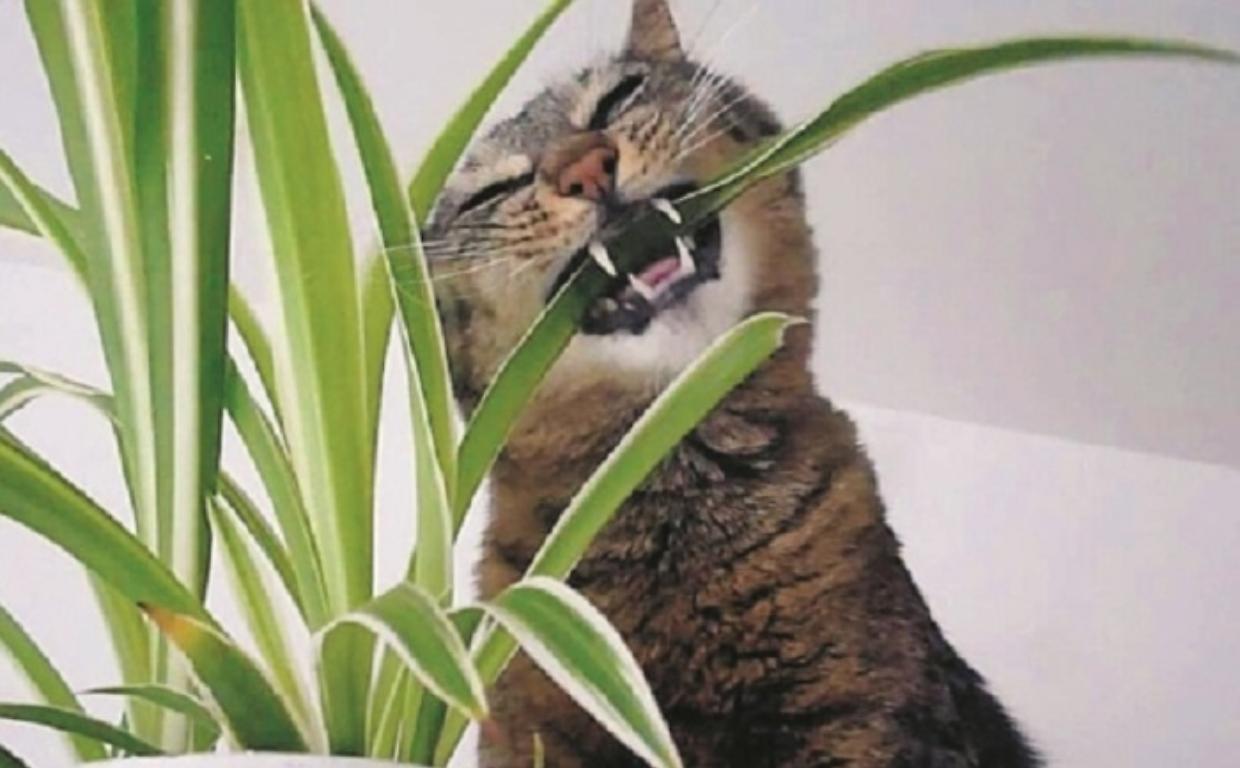 PianteGatto
