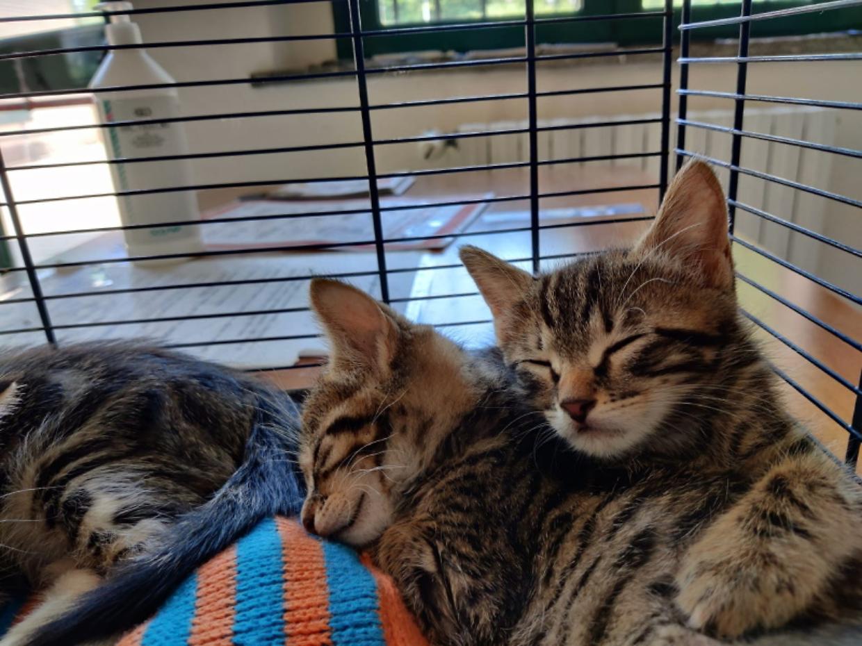 cuccioli