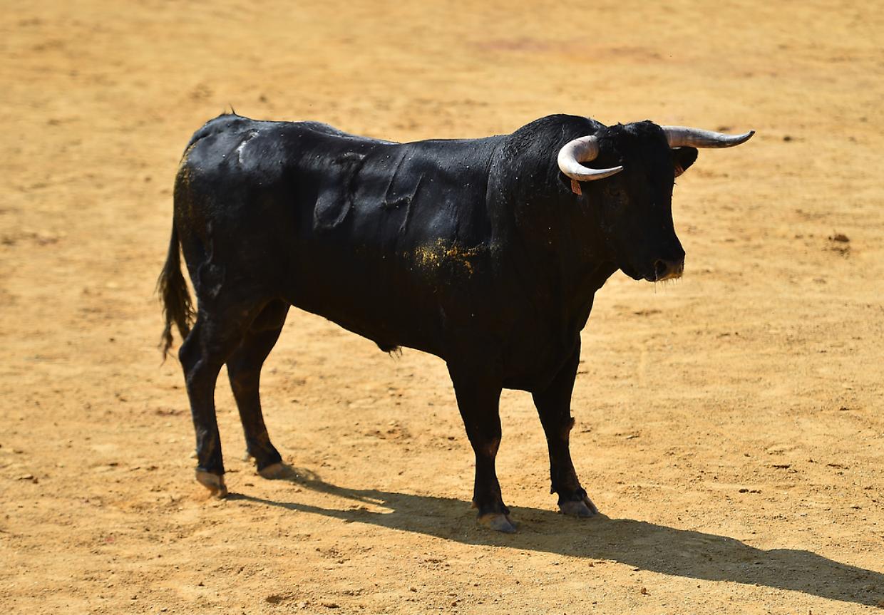 toro
