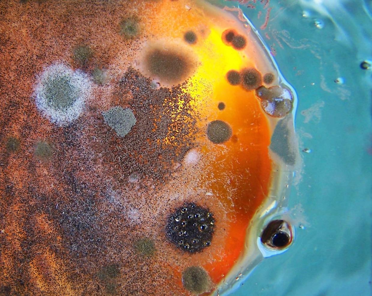 mold growing in a blue dish
