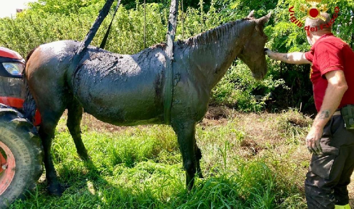 cavallo carmagnola 1