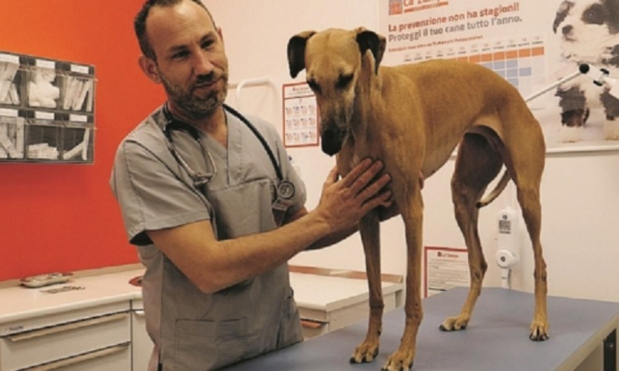 cucciolo cane gn
