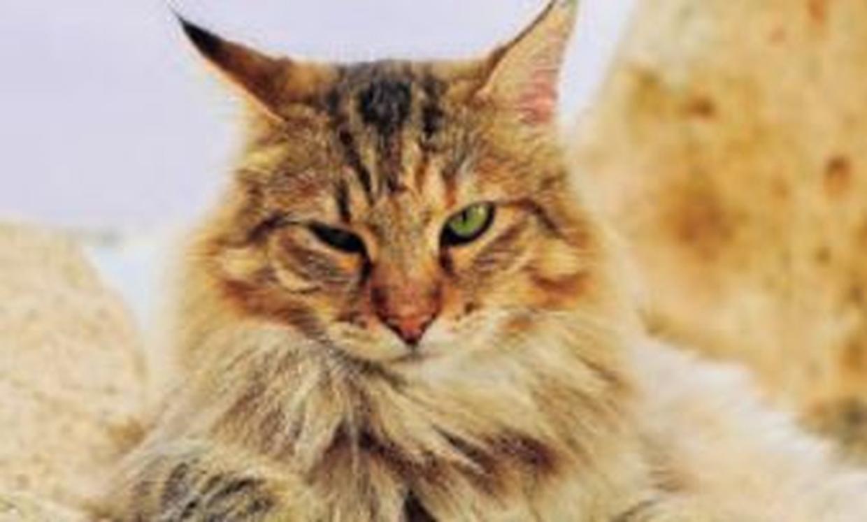 Gatto
