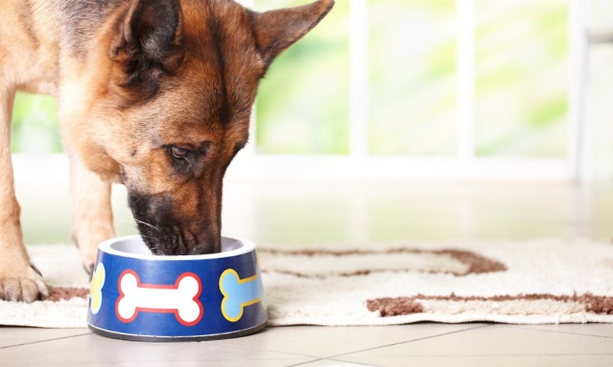 Dog eating from bowl