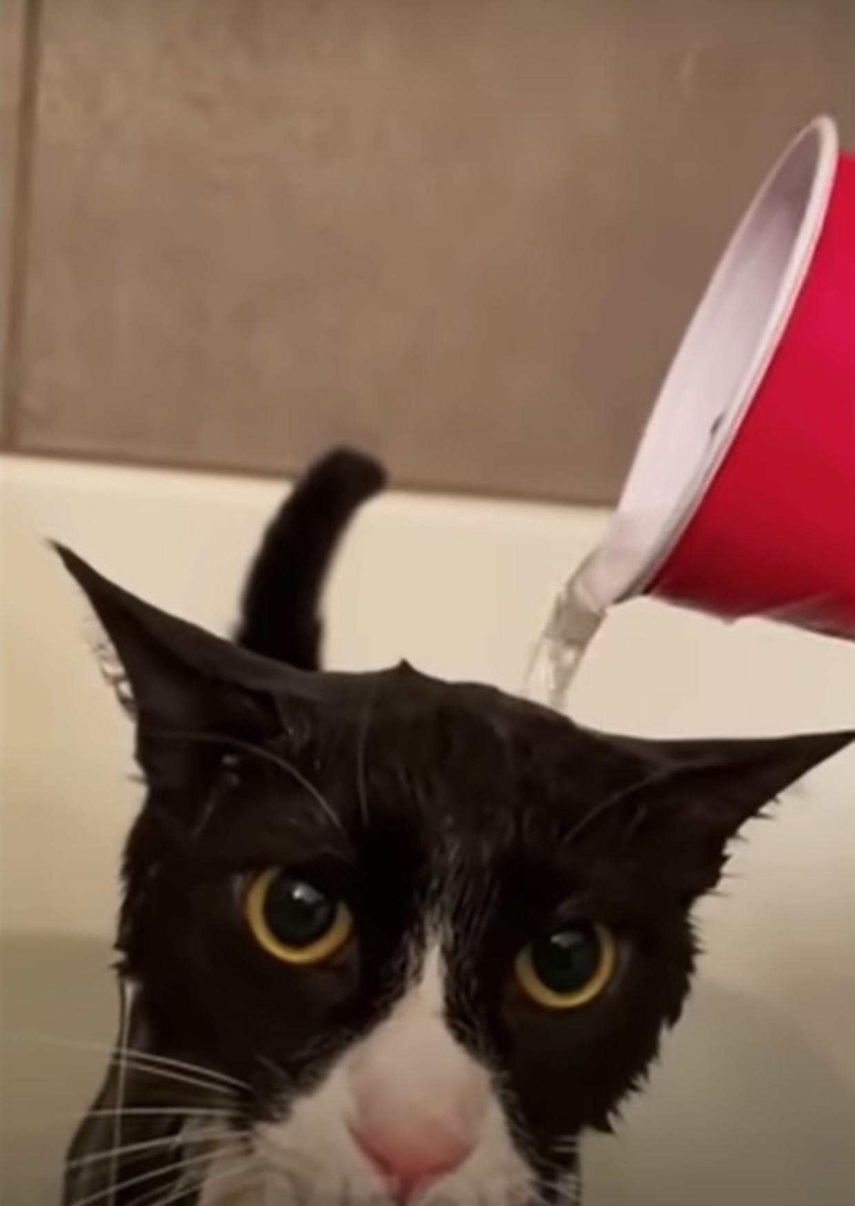 gatto acqua