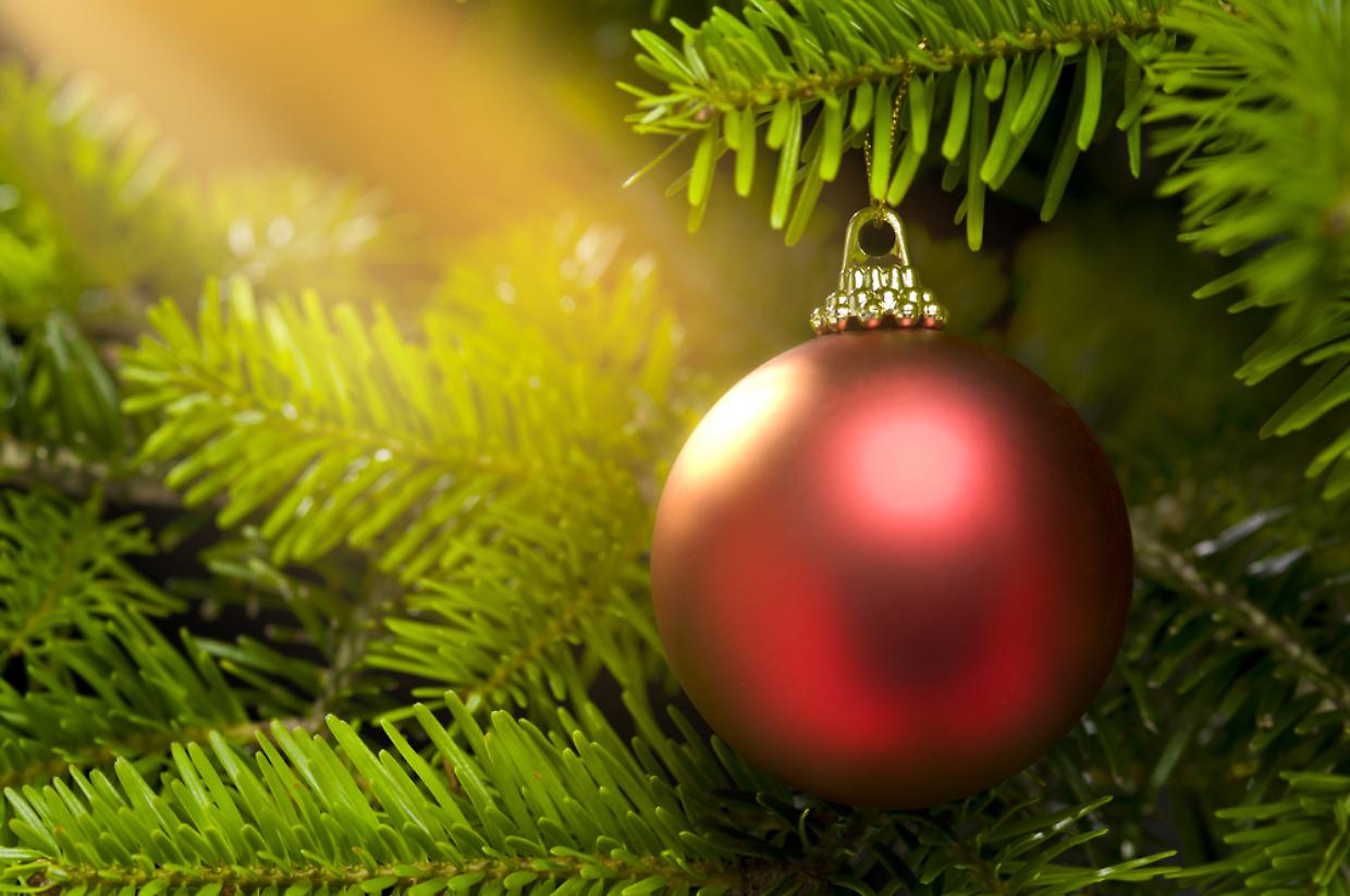 Red ball in a real Caucasian Fir Christmas tree