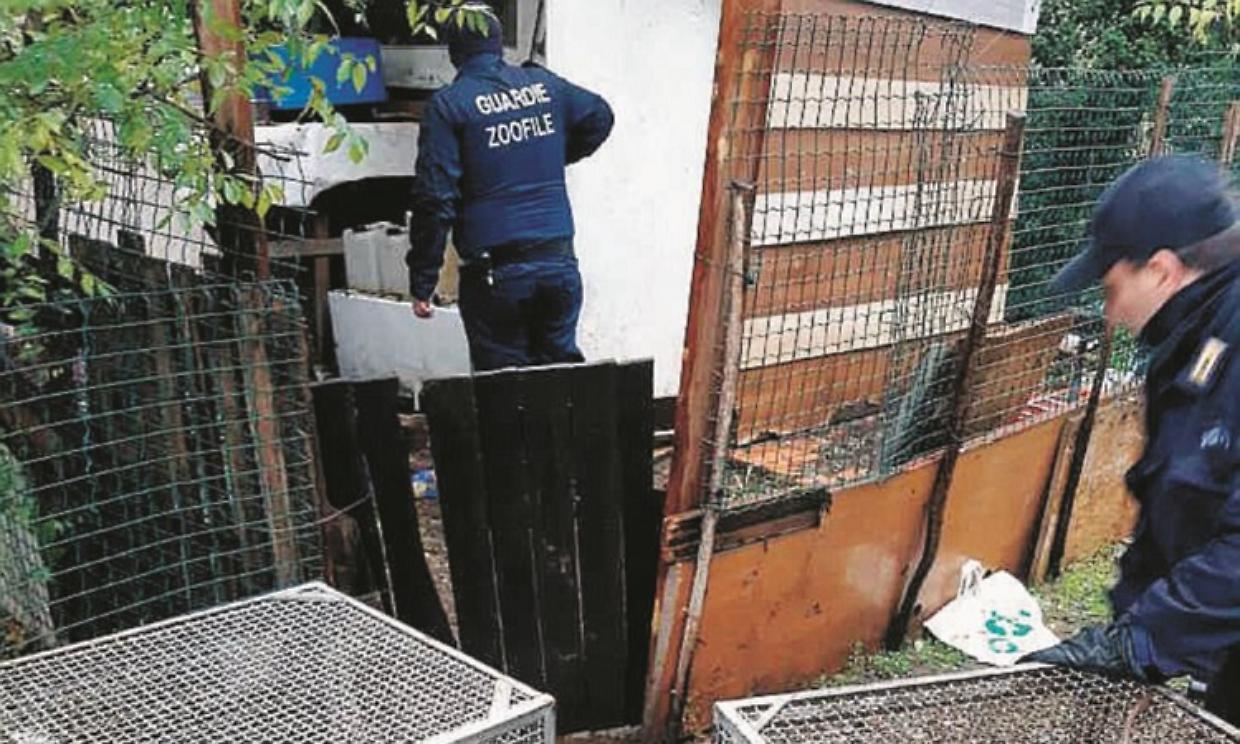 cani randagi zoofila
