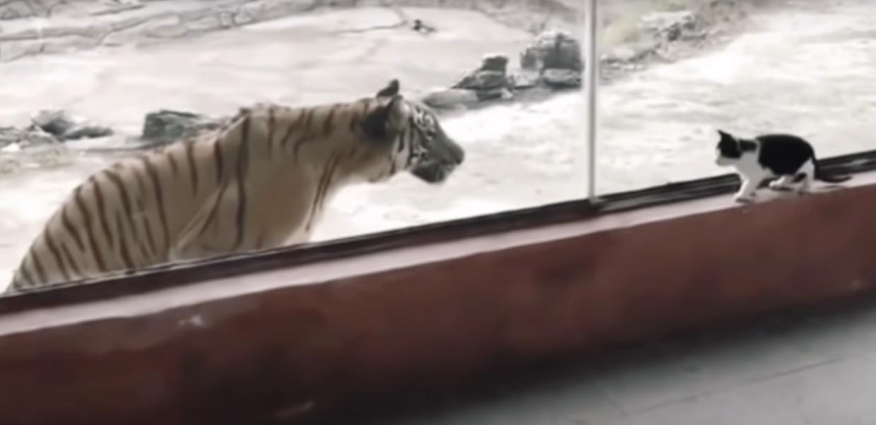tigre contro gatto youtube