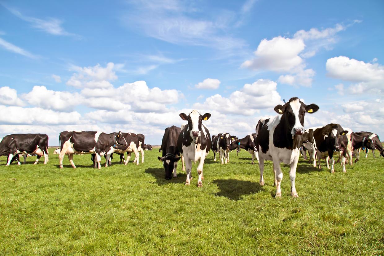 Cows in the countryside from the Netherlands