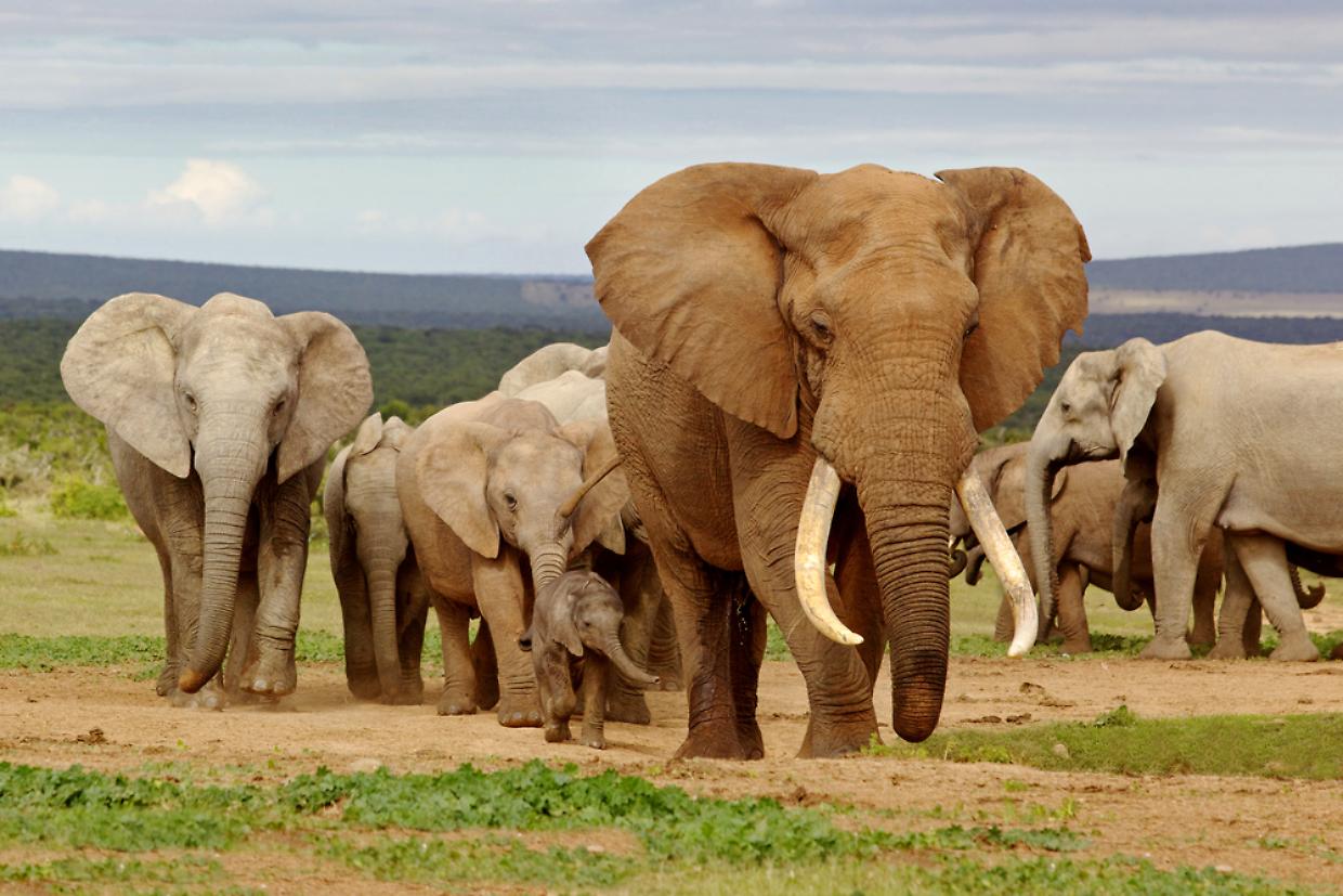 elefante