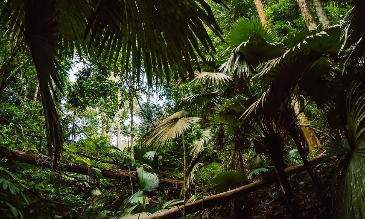 tropical jungles