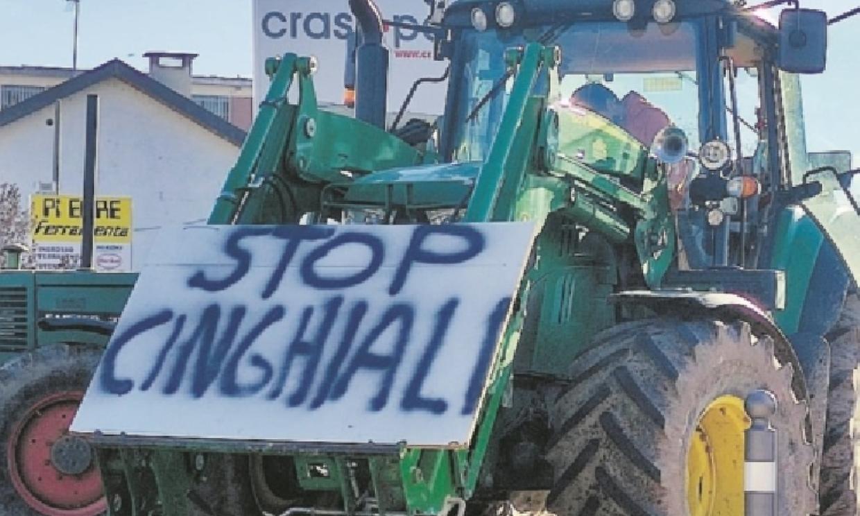 stop cinghiali