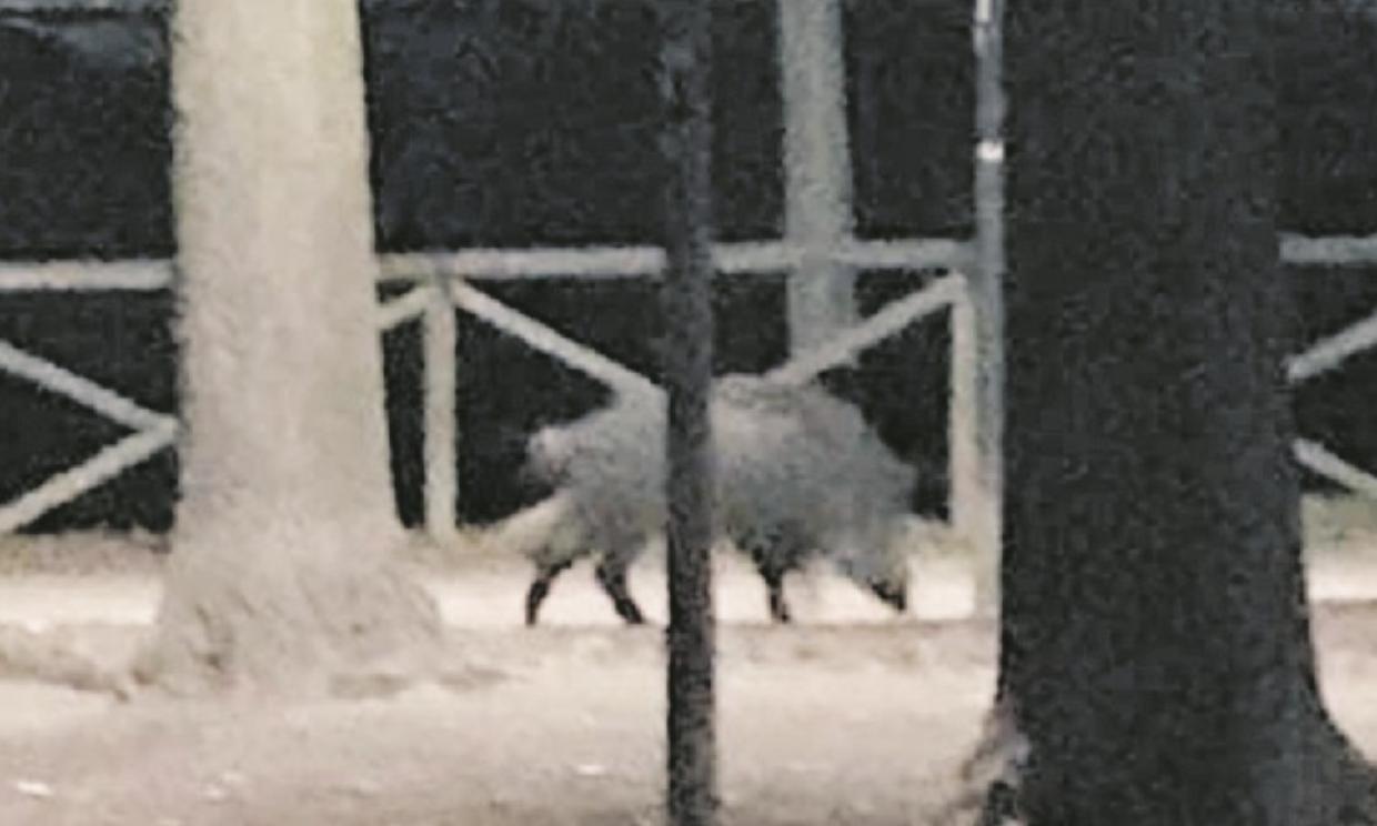 cinghiale lungo po gn