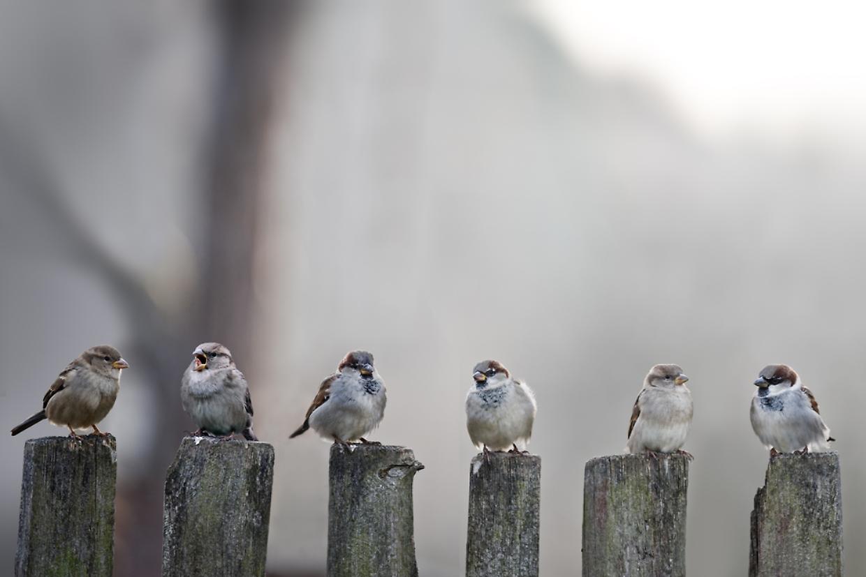 sparrows