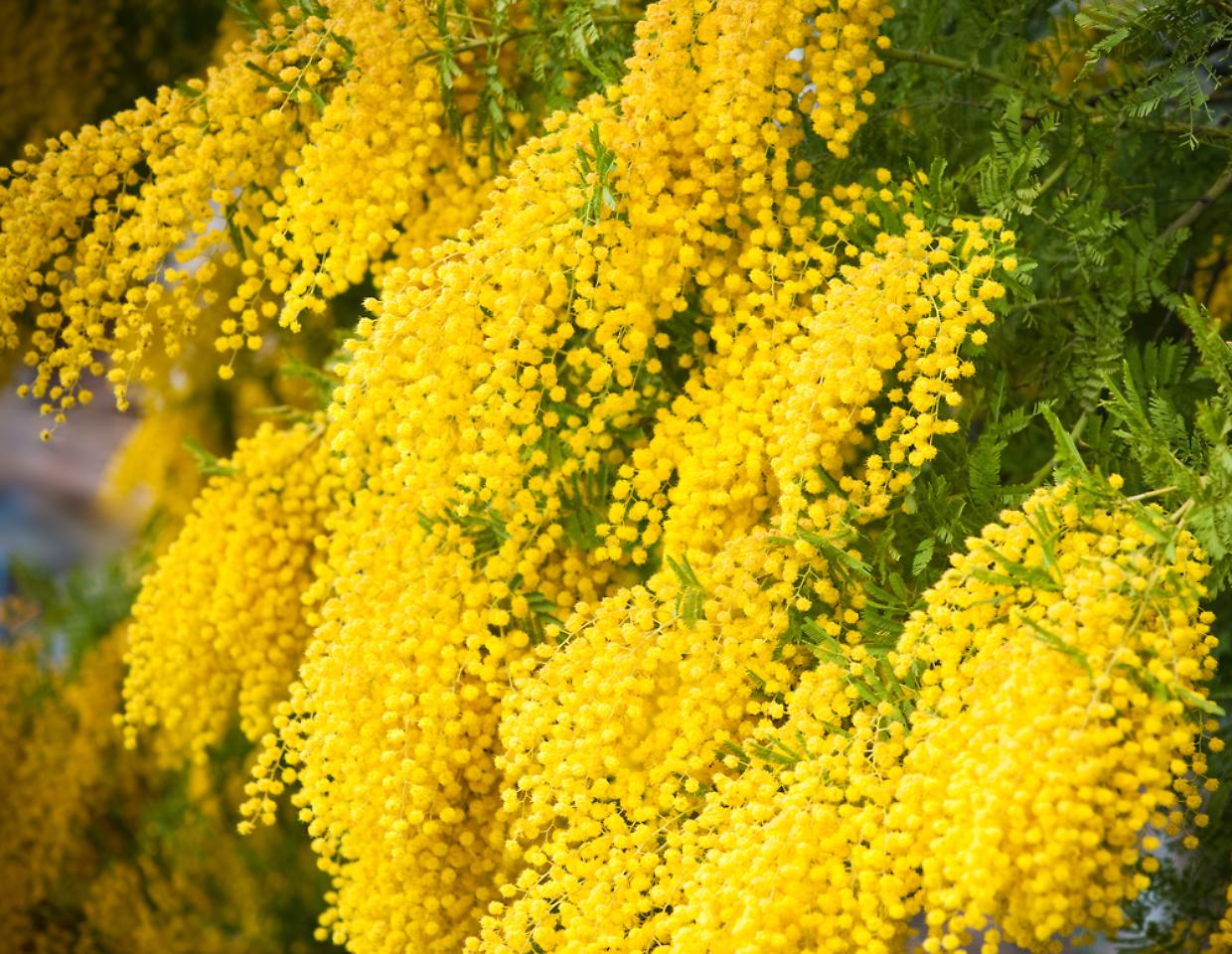 mimosa festa delle donne donna 8 marzo