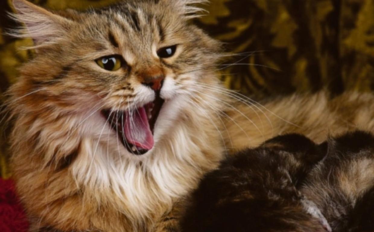 gatti nervosi