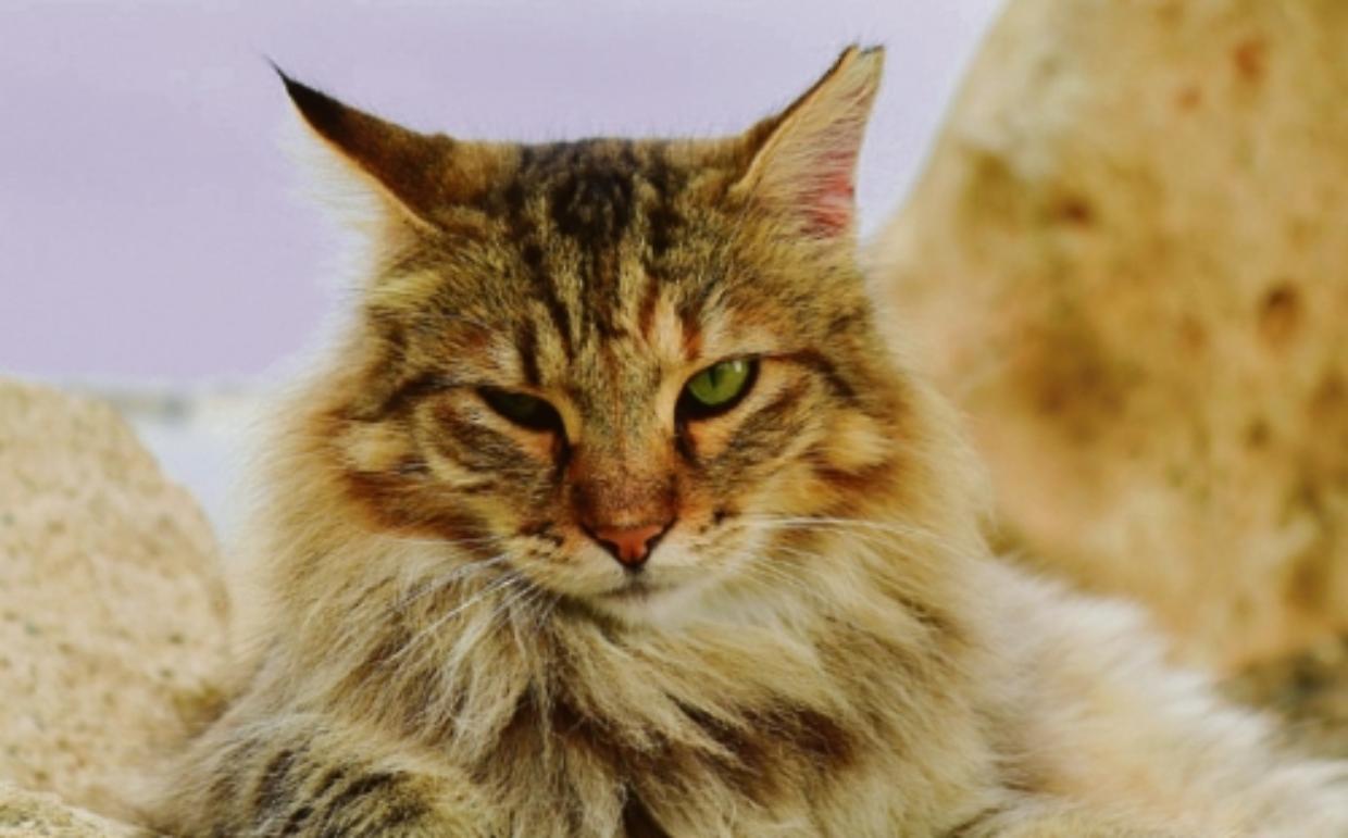 gatto muta gn