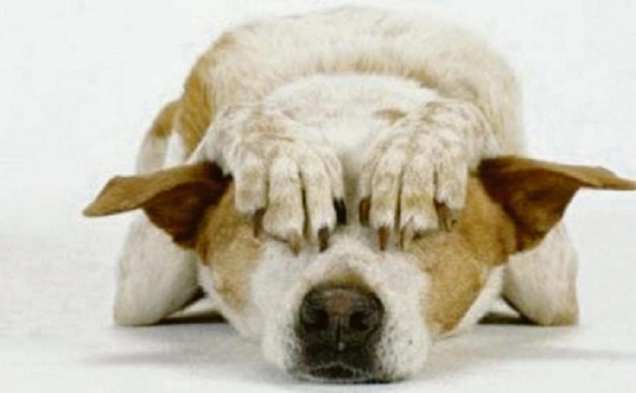 Cane