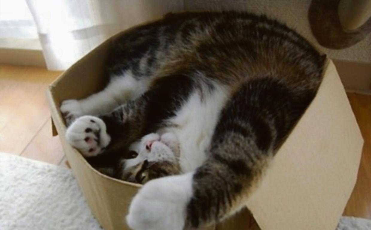 gatti scatole