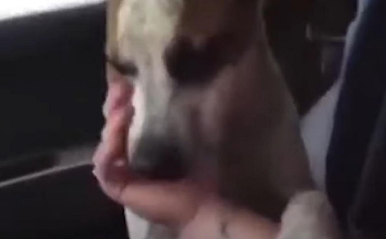 Cane smarrito